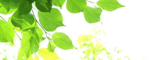 Prime Particle(プライムパーティクル)販売サイトへ